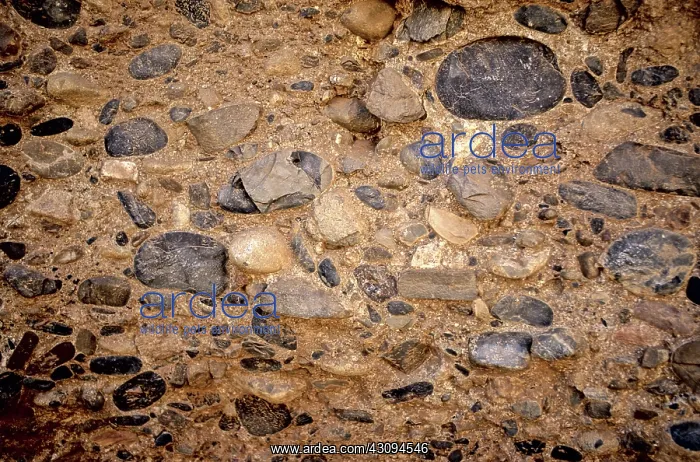  : Exposed conglomerate, Namibia