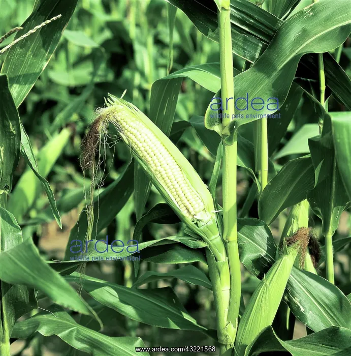  : Exposed Ear of Corn