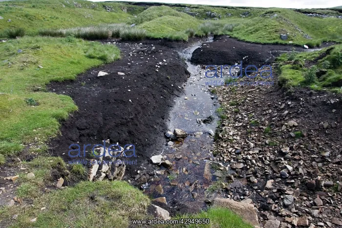 : Exposed peaty black soil Chapel Fell St Johns Chapel : Exposed peaty black soil Chapel Fell St Johns Chapel