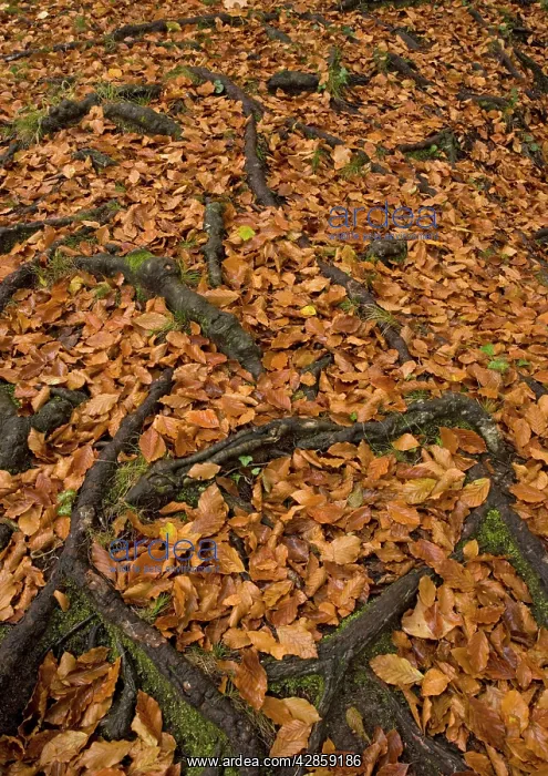 : Exposed roots of beech, in autumn : Exposed roots of beech, in autumn