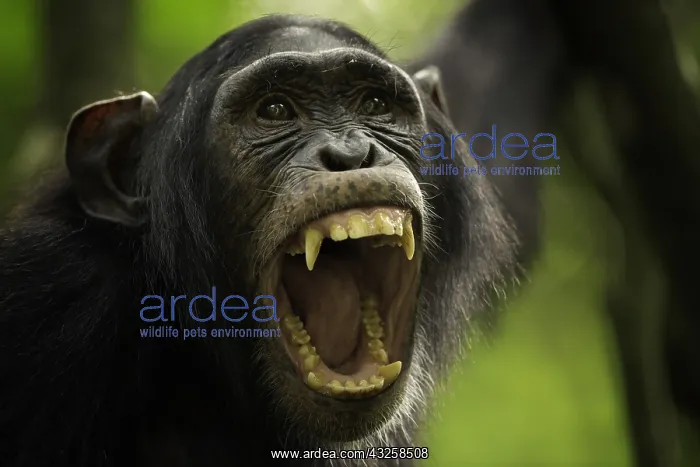 : An expressive Chimpanzee (Pan troglodytes) in the : An expressive Chimpanzee (Pan troglodytes) in the