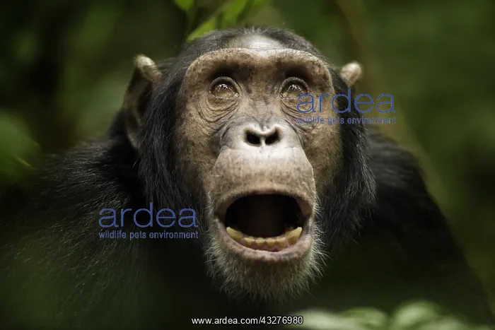 : Expressive Chimpanzee (Pan troglodytes) in the rainforests : Expressive Chimpanzee (Pan troglodytes) in the rainforests