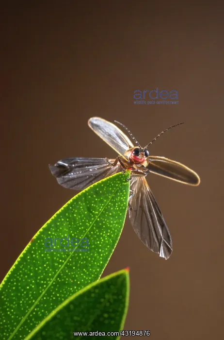  : Extended winged firefly (Photinus pyralis), highlands