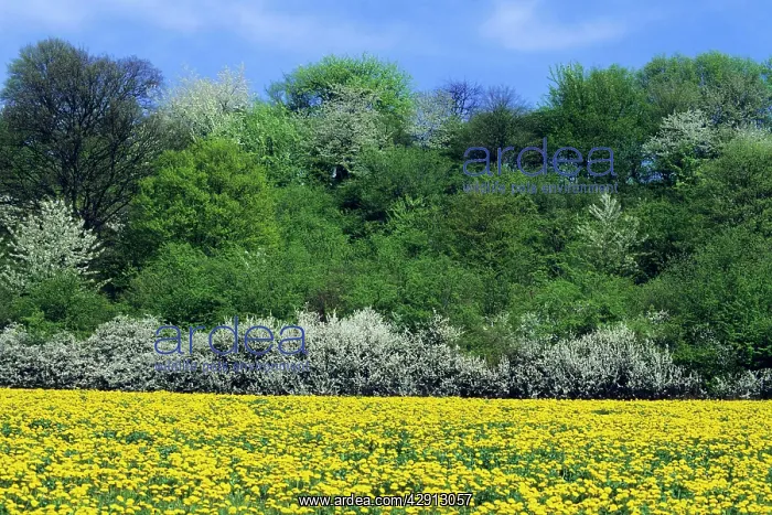 : Extensive mature flowering hedge - on edge of dandelion : Extensive mature flowering hedge - on edge of dandelion