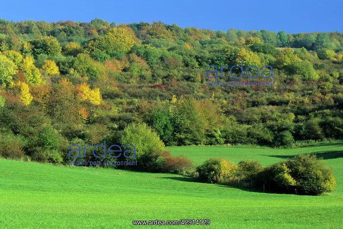 : Extensive mature hedge landscape - in autumn colour : Extensive mature hedge landscape - in autumn colour