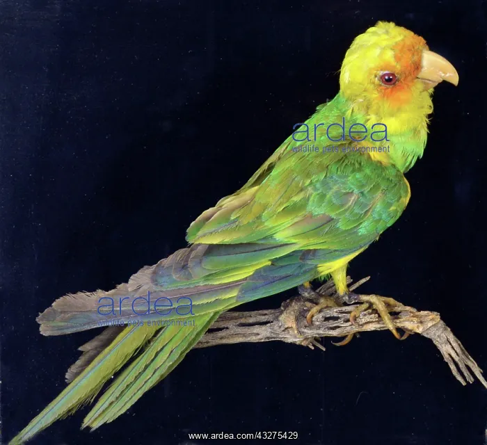 : Extinct since 1918, formwerly large flocks inhabited : Extinct since 1918, formwerly large flocks inhabited