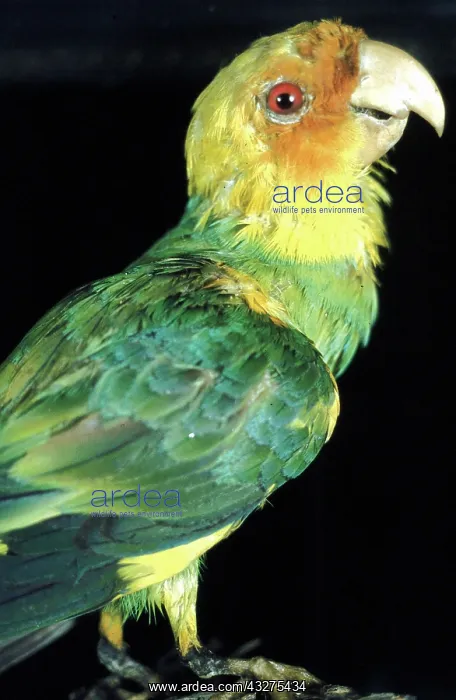 : Extinct since 1918, formerly lived in large flocks : Extinct since 1918, formerly lived in large flocks
