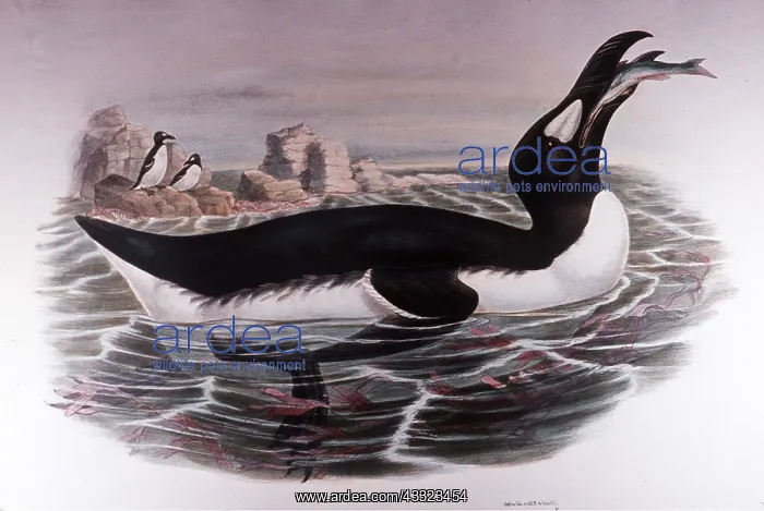 : EXTINCT BIRD - 19 century John Gould plate of Great Auk : EXTINCT BIRD - 19 century John Gould plate of Great Auk