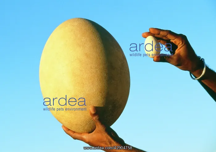 : EXTINCT BIRD EGG - Aepyornis egg - being compared : EXTINCT BIRD EGG - Aepyornis egg - being compared