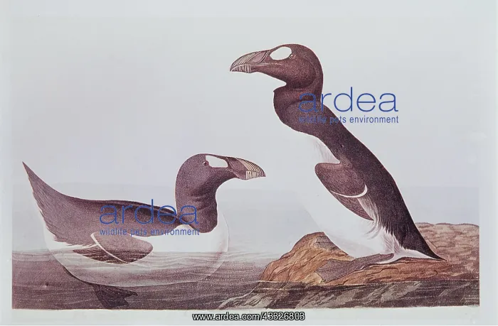 : EXTINCT BIRD - Great Auk - Audobon : EXTINCT BIRD - Great Auk - Audobon