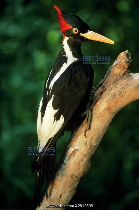 : EXTINCT BIRD - Ivory-Billed Woodpecker (mounted specimen) : EXTINCT BIRD - Ivory-Billed Woodpecker (mounted specimen)