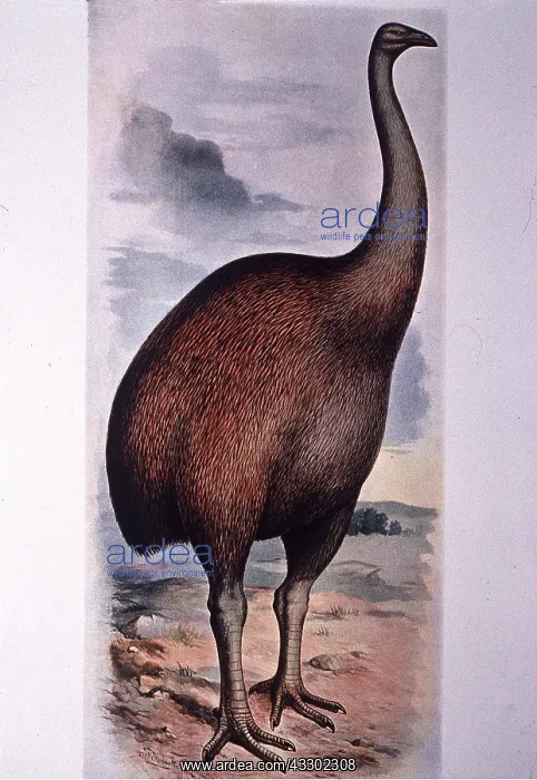 : EXTINCT BIRD - MOA PAINTING : EXTINCT BIRD - MOA PAINTING