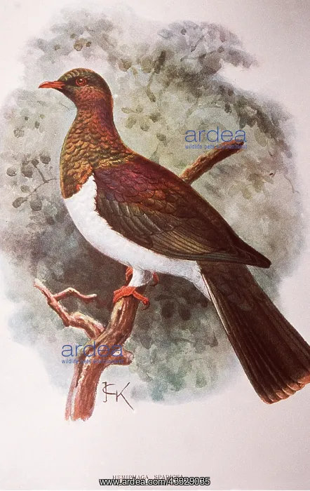 : EXTINCT BIRD - New Zealand Pigeon pring : EXTINCT BIRD - New Zealand Pigeon pring