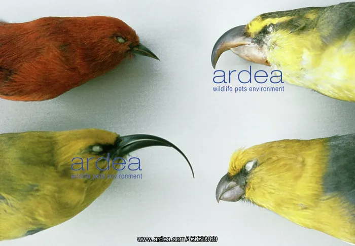 : Extinct Birds - Dead Specimens - Skins of Hawaiin : Extinct Birds - Dead Specimens - Skins of Hawaiin