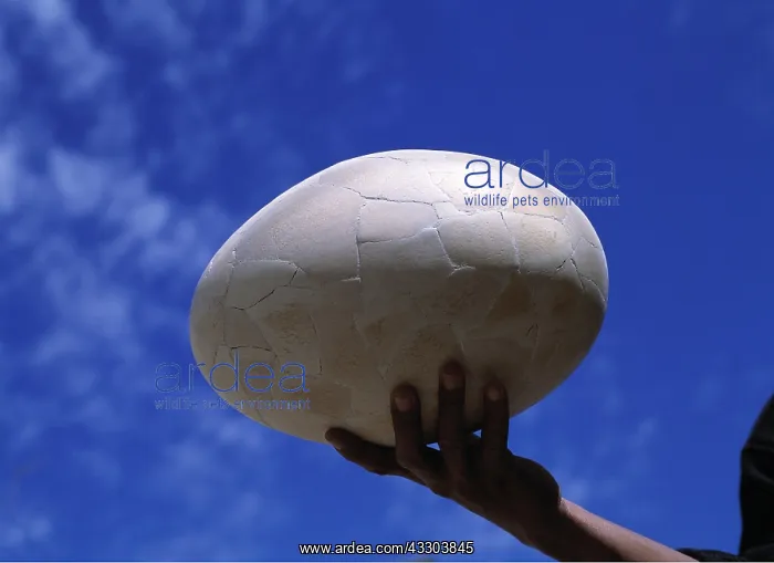: Extinct Bird's Egg - Aepyornis's Egg - being held in hand : Extinct Bird's Egg - Aepyornis's Egg - being held in hand