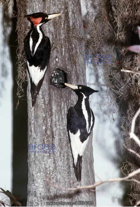 : Extinct Birds - Ivory-billed Woodpeckers - Stuffed specimens : Extinct Birds - Ivory-billed Woodpeckers - Stuffed specimens