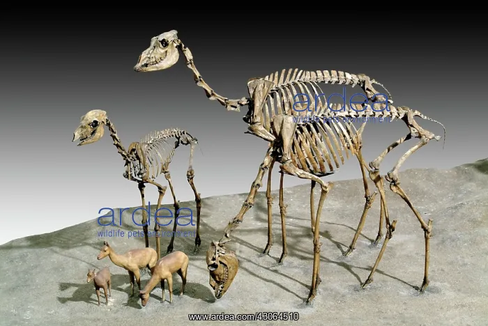 : Extinct Camelid Fossils : Extinct Camelid Fossils
