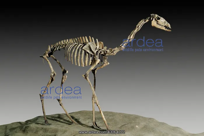 : Extinct Camelid Skeleton : Extinct Camelid Skeleton