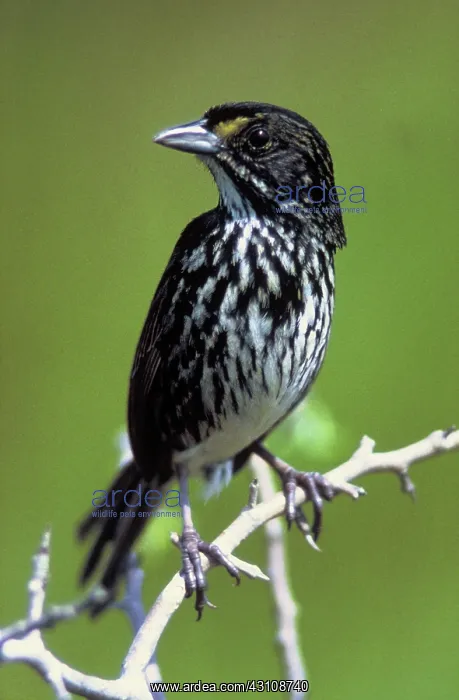 : Extinct Dusky Seaside Sparrow : Extinct Dusky Seaside Sparrow
