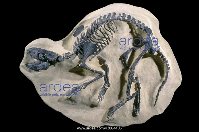 : Extinct Fossil Mammal : Extinct Fossil Mammal