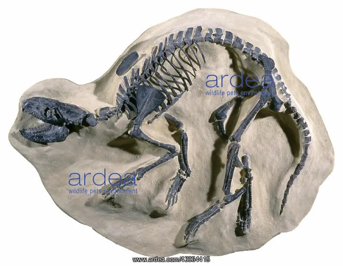 : Extinct Fossil Mammal : Extinct Fossil Mammal
