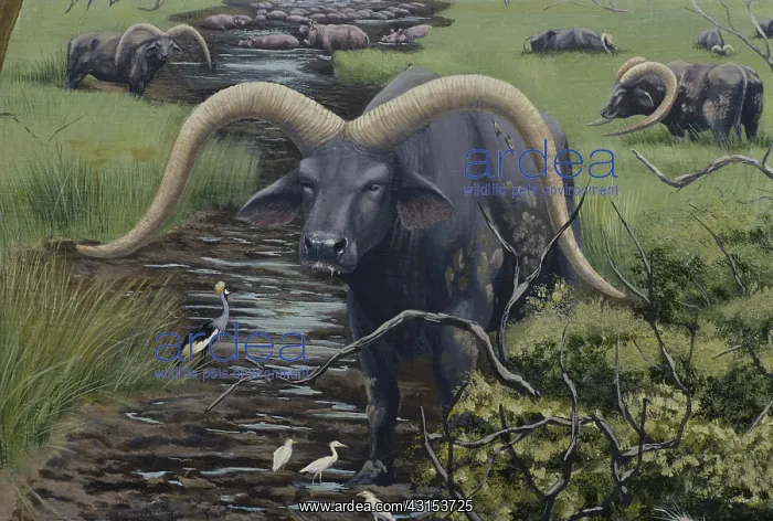 : Extinct Giant Buffalo : Extinct Giant Buffalo