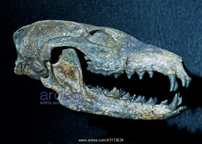 : Extinct Gray Fox : Extinct Gray Fox