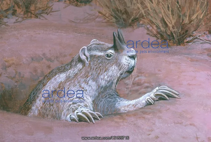: Extinct Horned Gopher : Extinct Horned Gopher
