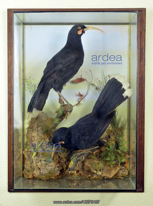  : Extinct, formerly inhabited forests of North Island