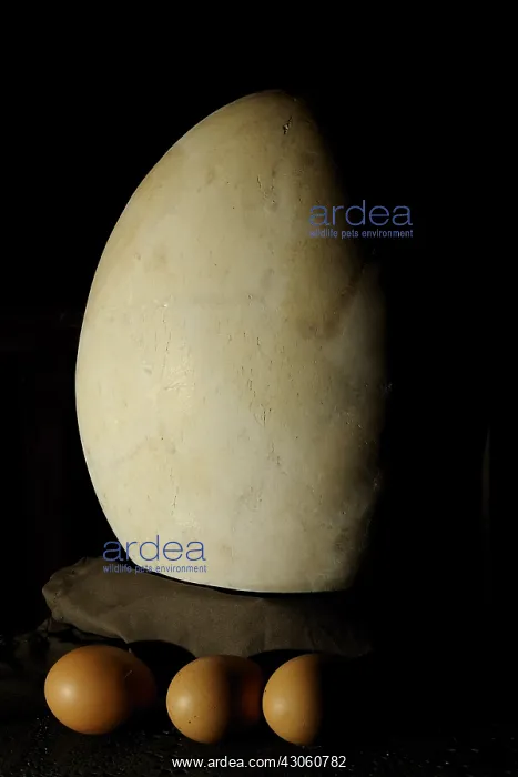 : Extinct ratite egg and chicken eggs : Extinct ratite egg and chicken eggs
