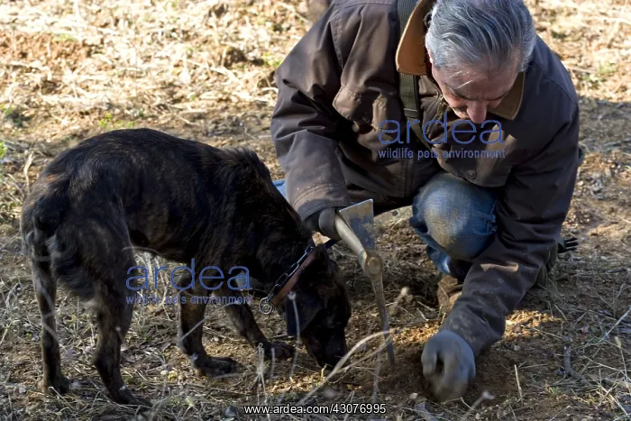 : Extraction of a Black Truffle Provence France : Extraction of a Black Truffle Provence France