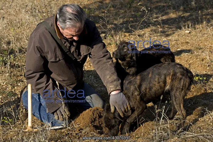 : Extraction of a Black Truffle Provence France : Extraction of a Black Truffle Provence France
