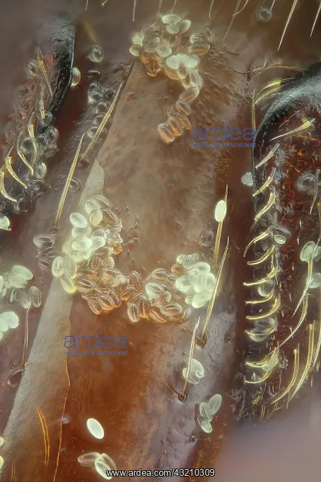 : A extreme close up of the bee's tongue, the mand : A extreme close up of the bee's tongue, the mand