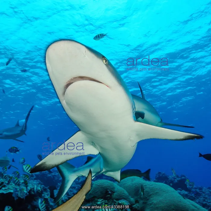 : Extreme close-up of Grey reef shark (Carcharhinus : Extreme close-up of Grey reef shark (Carcharhinus