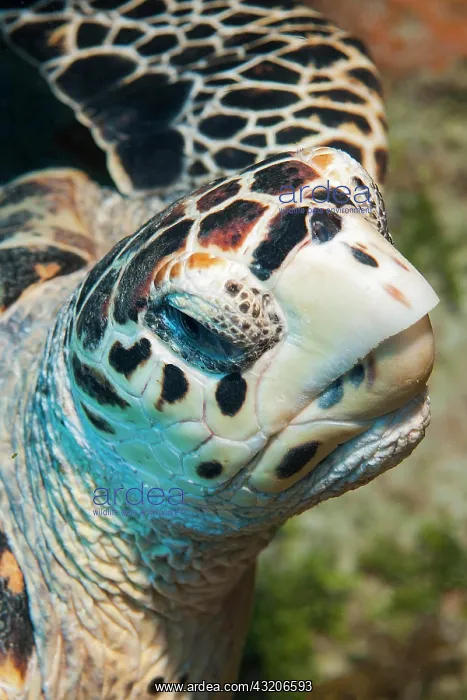 : Extreme close-up of head sharp beak of hawksbill : Extreme close-up of head sharp beak of hawksbill