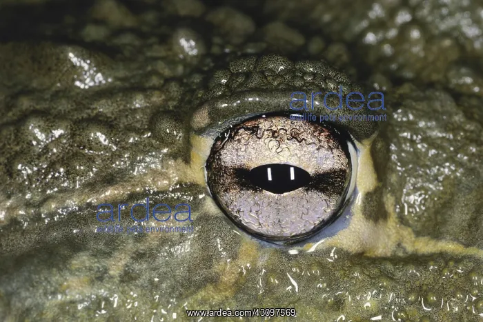 : Eye of the African Bullfrog : Eye of the African Bullfrog