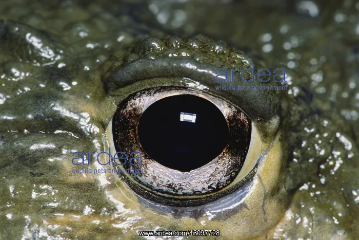 : Eye of the African Bullfrog : Eye of the African Bullfrog