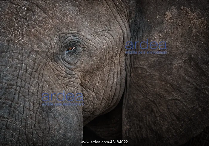: Eye of African Elephant (Loxodonta africana), Bwabwata : Eye of African Elephant (Loxodonta africana), Bwabwata