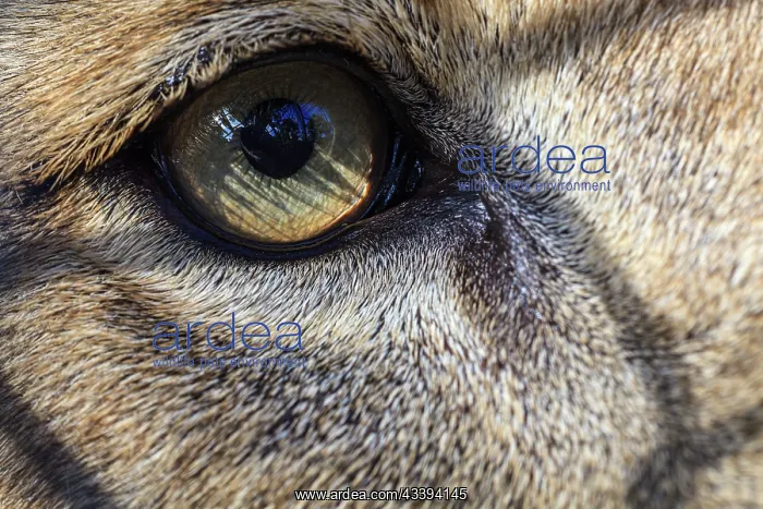 : Eye of an African lion : Eye of an African lion