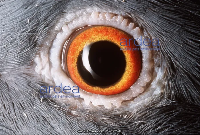 : EYE - BLUE ROCK PIGEON : EYE - BLUE ROCK PIGEON
