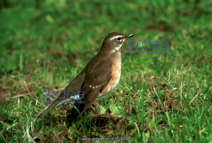 : Eye-browed Thrush - 1st winter, October : Eye-browed Thrush - 1st winter, October