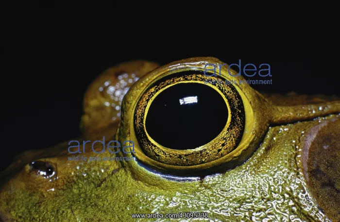 : Eye of a Bullfrog : Eye of a Bullfrog