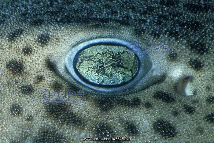 : Eye of Catshark (Scyliorhinidae sp) : Eye of Catshark (Scyliorhinidae sp)