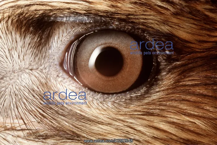 : EYE - close-up of adult Common / European Buzzard's eye : EYE - close-up of adult Common / European Buzzard's eye