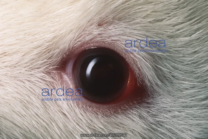: EYE - close-up of adult Russian Pet Rat : EYE - close-up of adult Russian Pet Rat