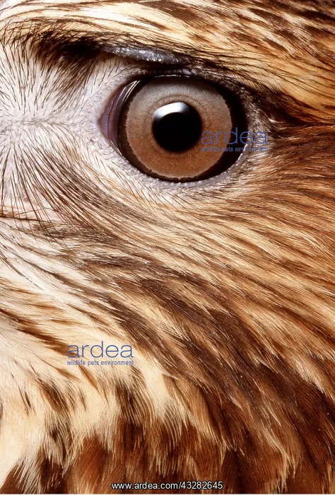: EYE - close-up of Common / European Buzzard's eye : EYE - close-up of Common / European Buzzard's eye