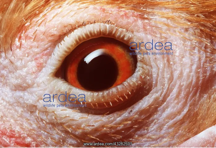 : EYE - Cock's eye close-up, Domestic : EYE - Cock's eye close-up, Domestic