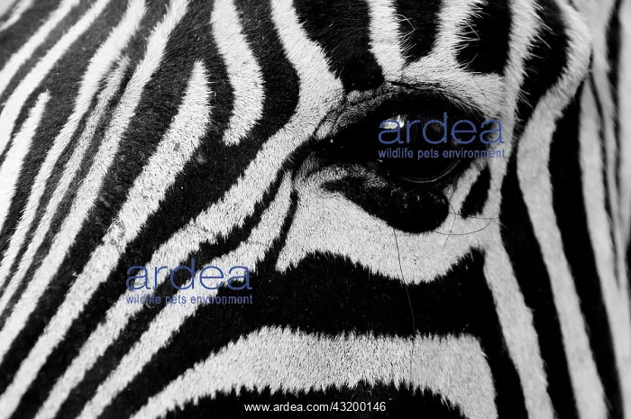 : Eye of a Common Zebra (Equus quagga), Kapama Game : Eye of a Common Zebra (Equus quagga), Kapama Game