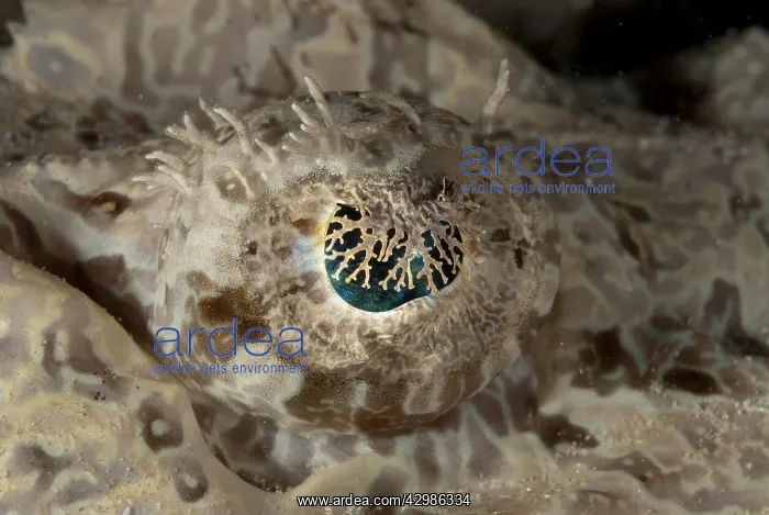 : Eye of Crocodile Flathead - night dive, Paradise : Eye of Crocodile Flathead - night dive, Paradise