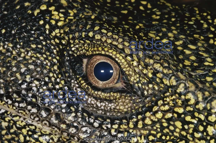 : Eye of the Crocodile Monitor Lizard : Eye of the Crocodile Monitor Lizard